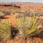 Sul sentiero per l'Horse Shoe Bend